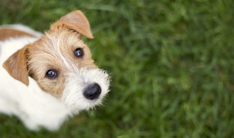 Ask An Expert: How To Potty Train Your Dog